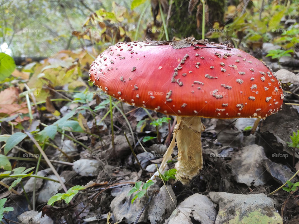 huge beautiful red mushroom amanita on a background of green and yellow leaves in the autumn forest
