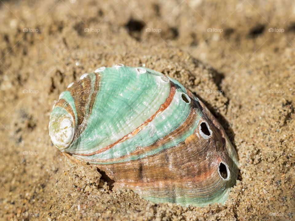 abalone seashell