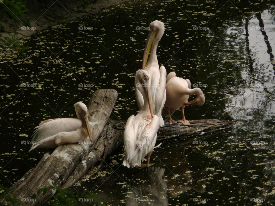 Pelicans after fishing and bathing are basking in the islet