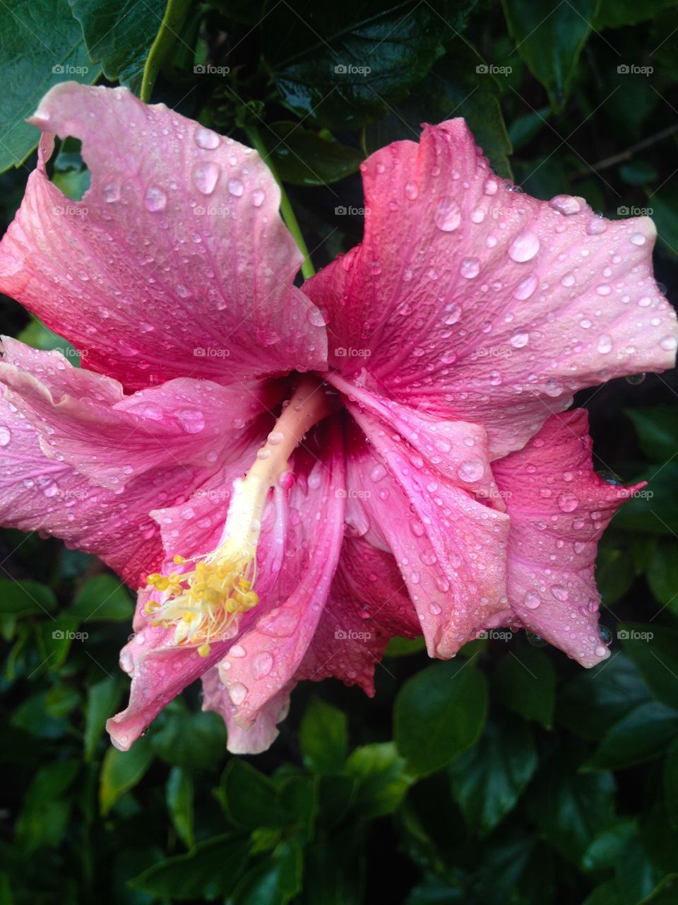 Close-up of pink hibiscus flower