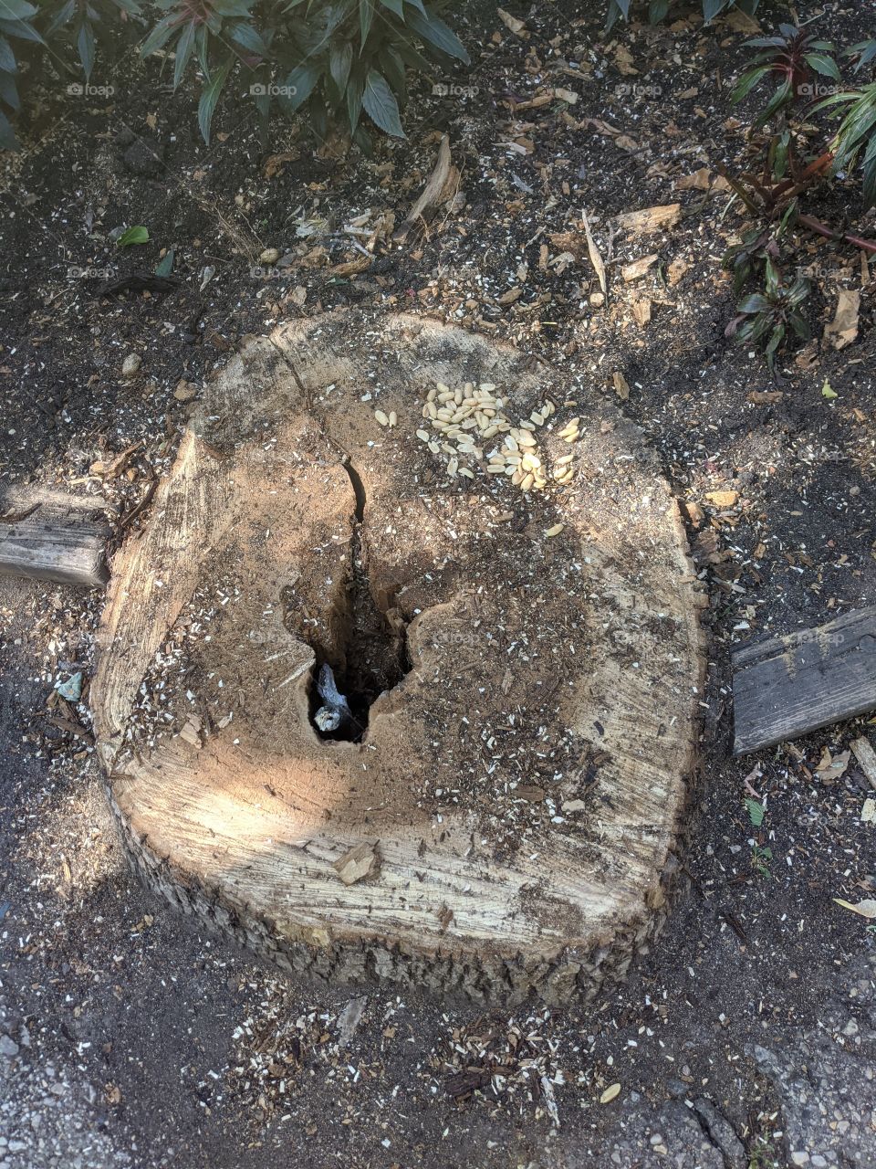 Tree Stump