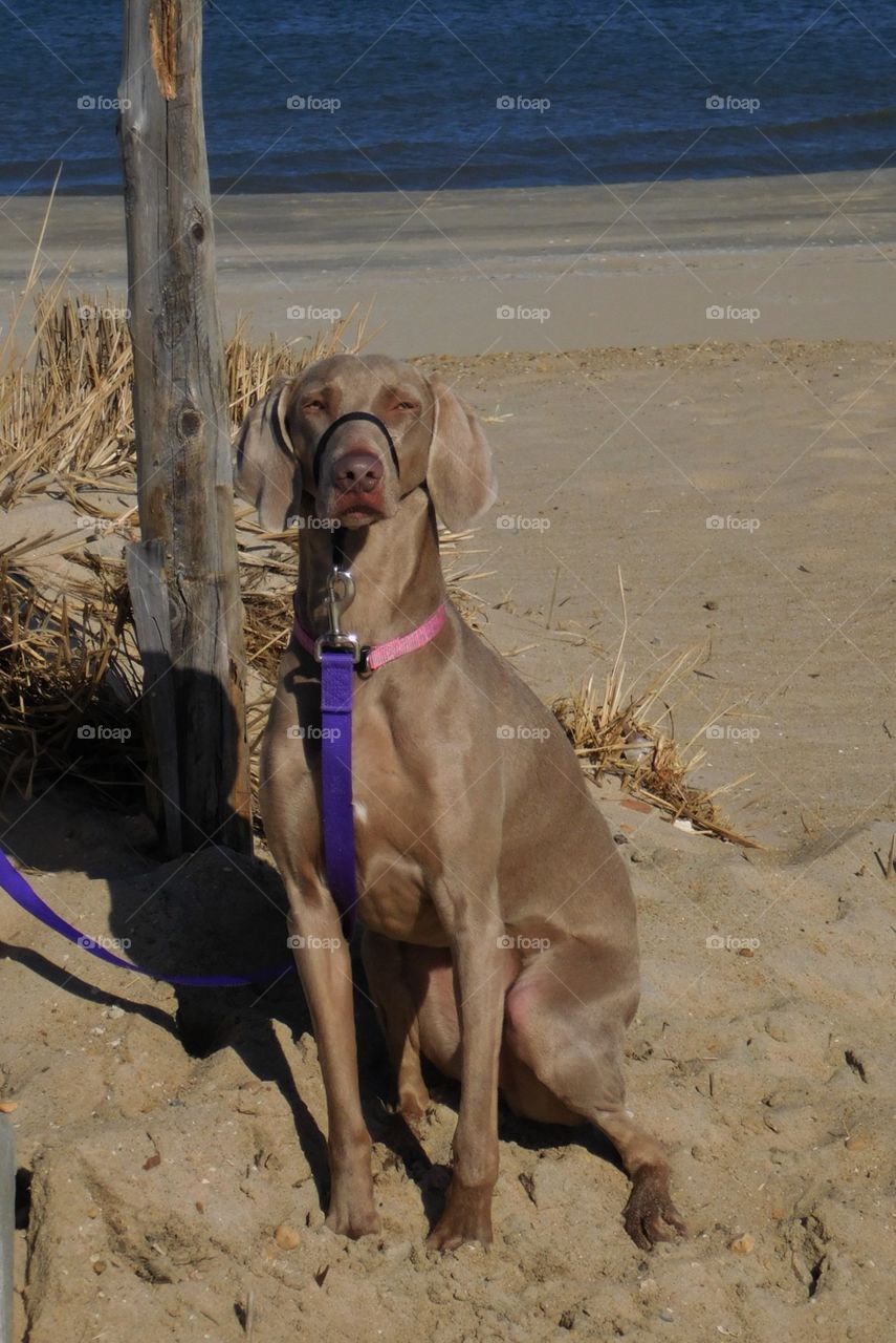 Precious Dog on the Beach