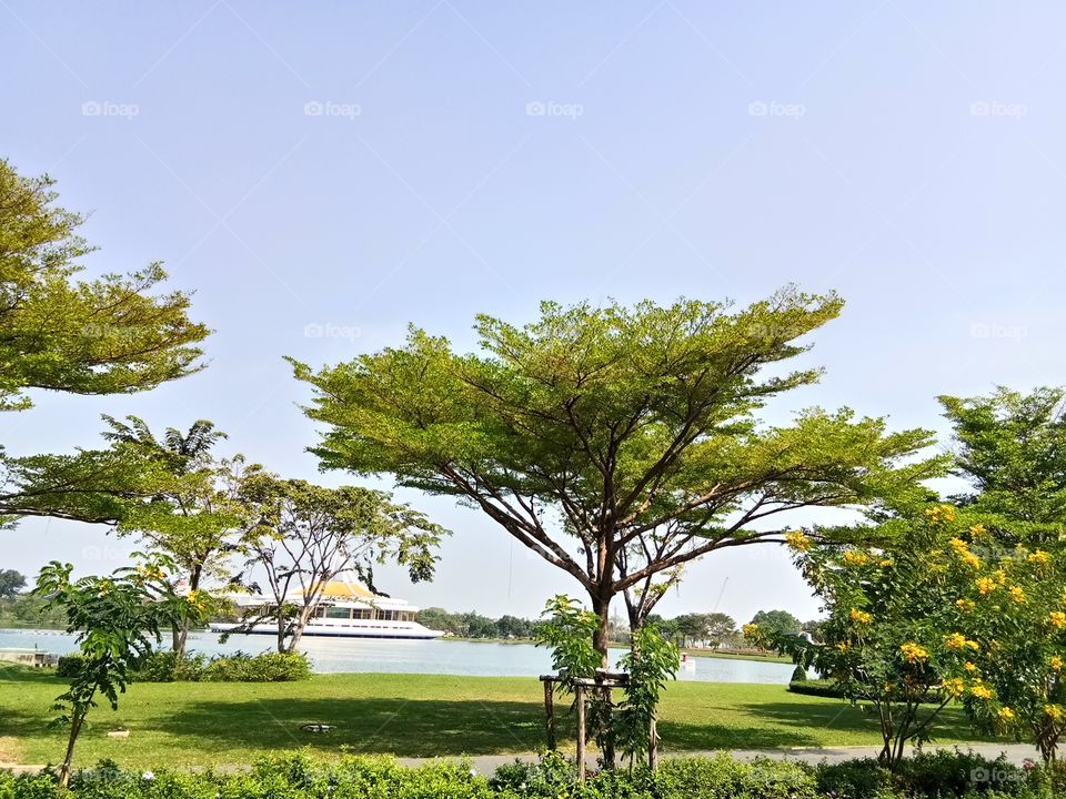 Tree : Flower : View at Suan Luang Rama IX Public Park.The park was a gift to His Majesty the King on the auspicious occasion of his 5th Cycle Birthday Anniversary in 1987: King Rama IX : King Bhumibhol : Thailand : thai