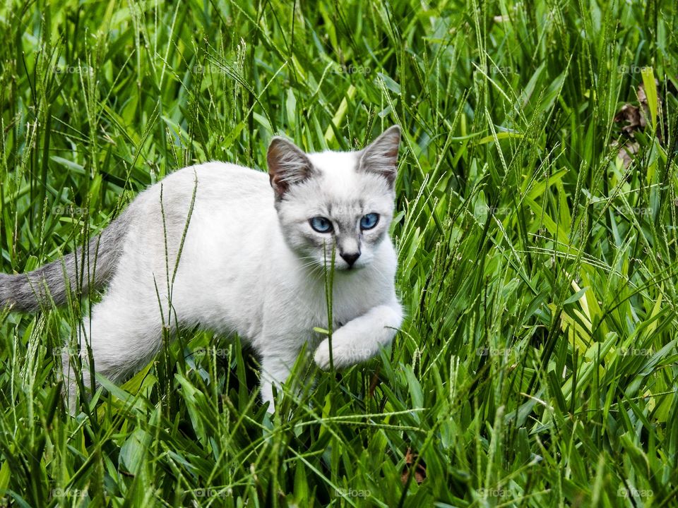 Cat exploring the garden