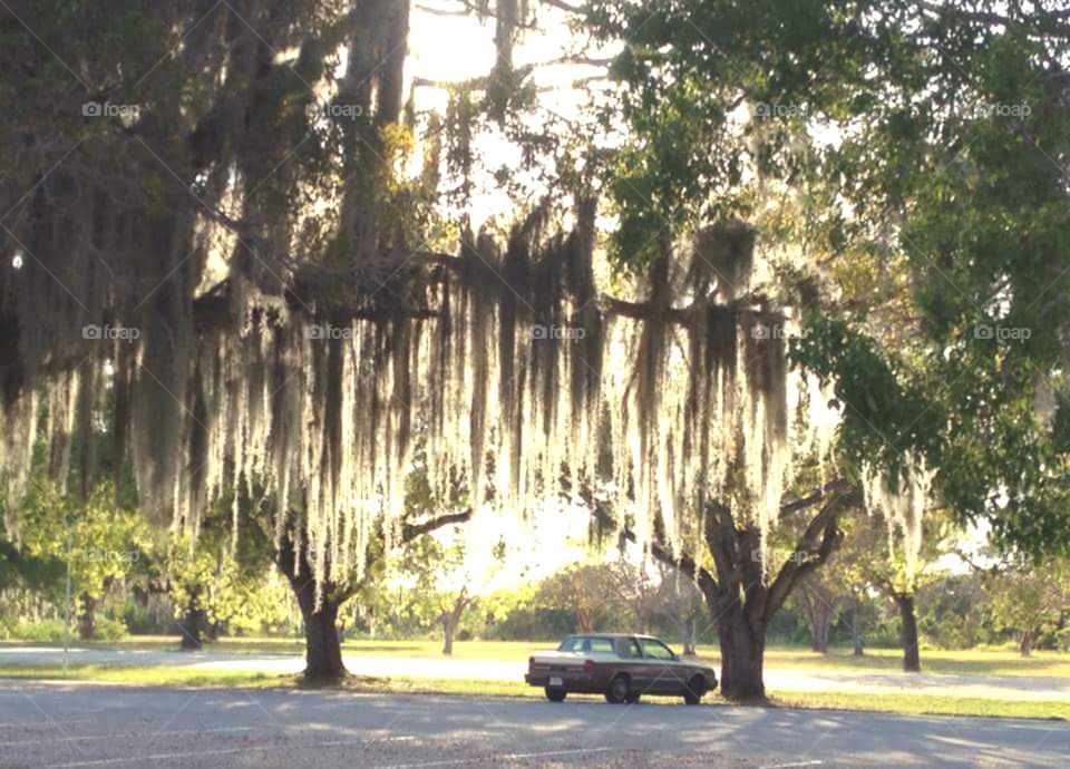 old car parked beneath Spanish moss, south Florida