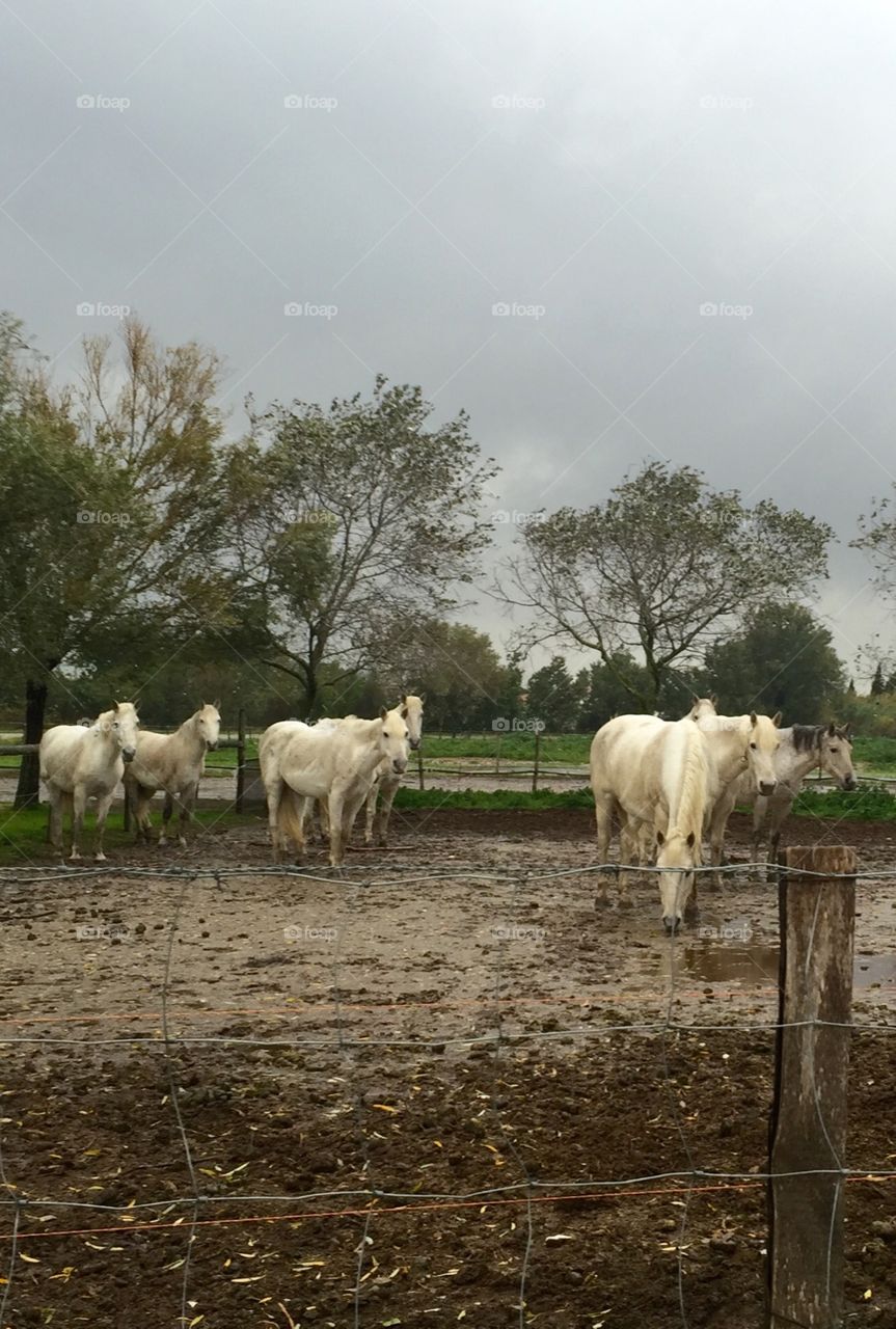 Camargue horse France