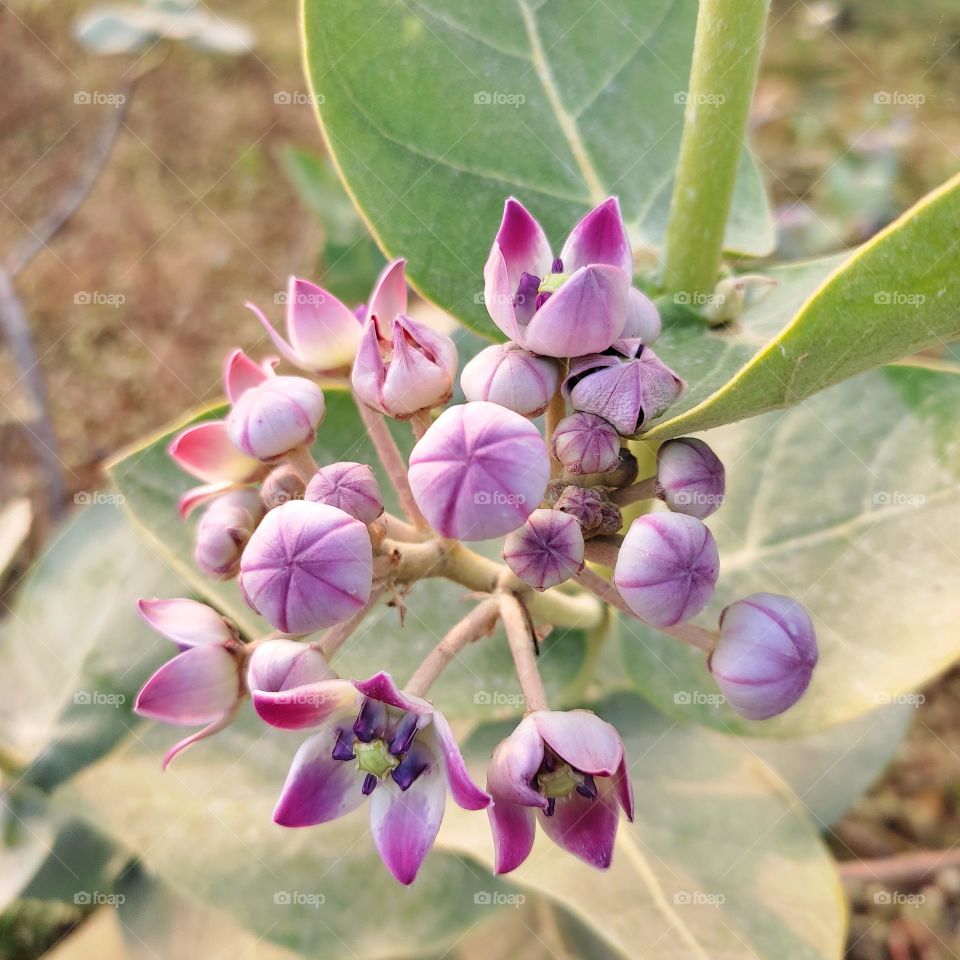 bunch of flowers Calotropis procera