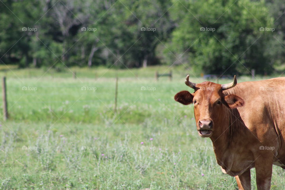 Stopped on the side of the raid to snap some cow pics. This lady was talking to me...so it appears 