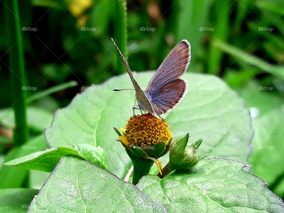 A littile butterfly sitting on a yellow colours blooming wild hurbs flower