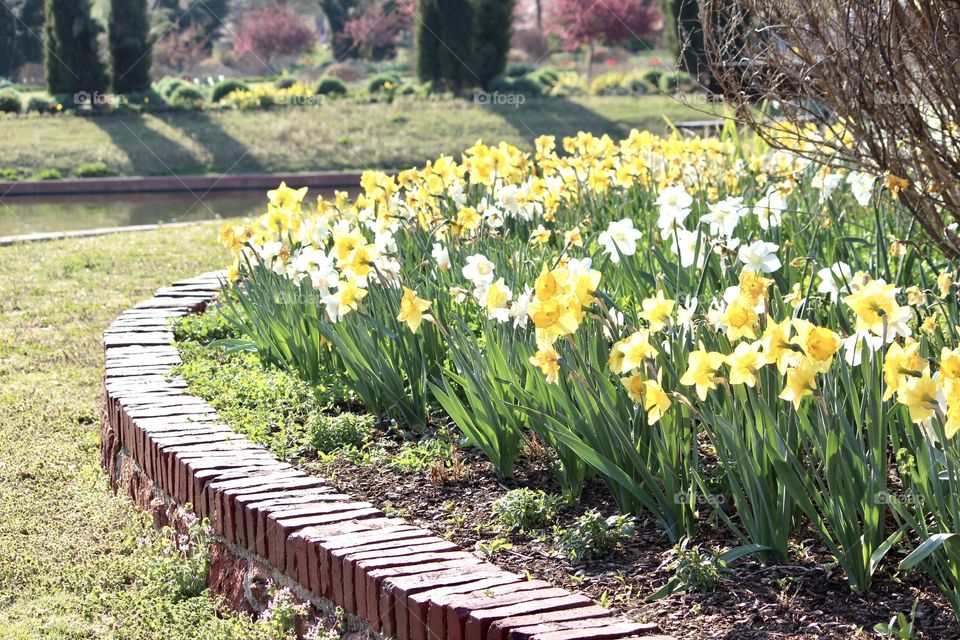 Bed of Daffodils