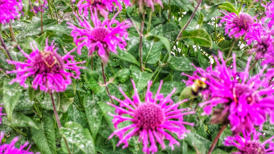 Fuschia Colored Petals