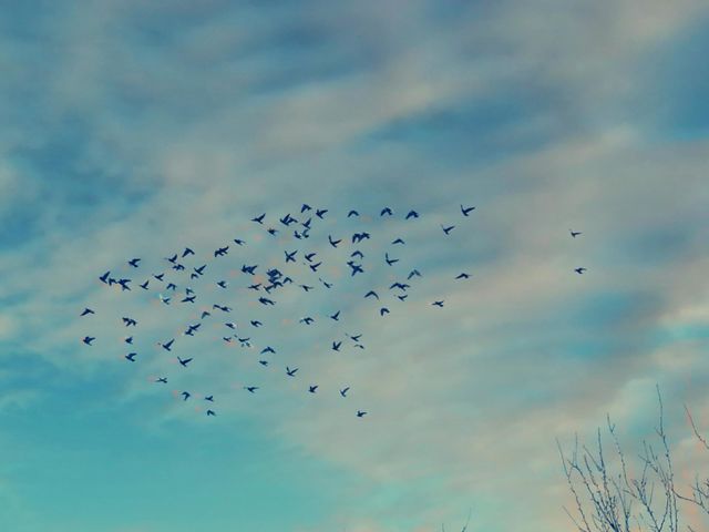Birds