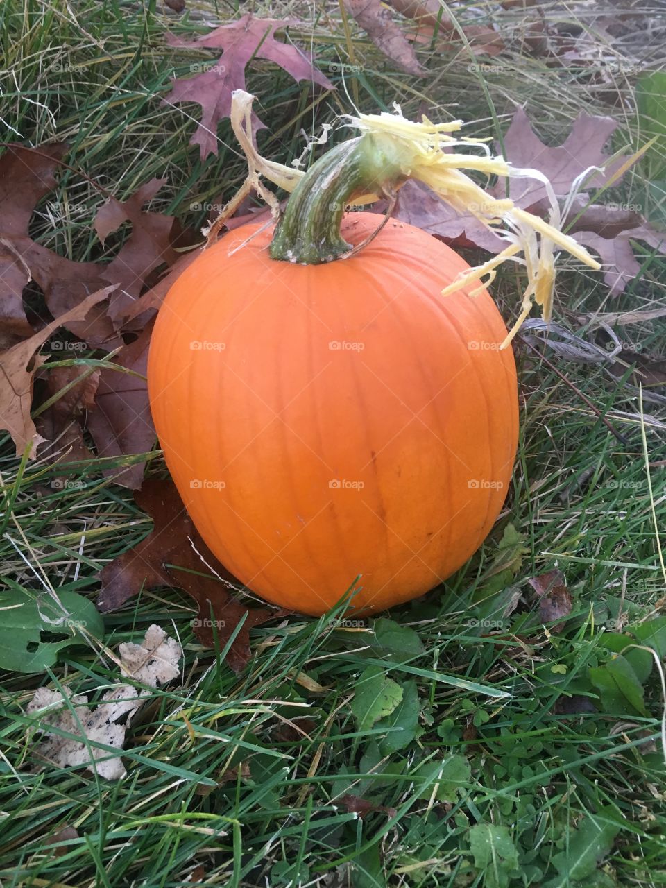 Fall Pumpkin from the Patch