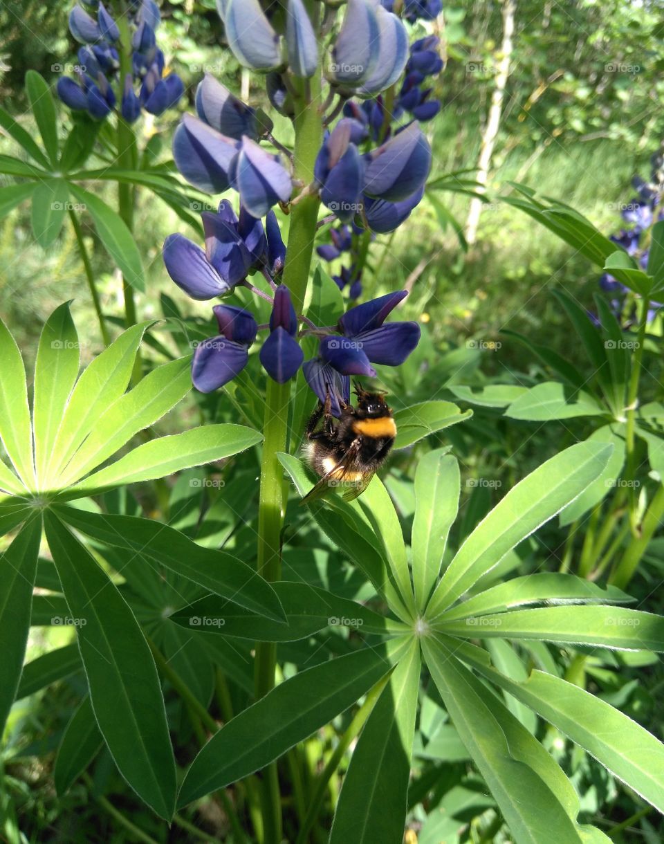 bumblebee on a flowers summer time