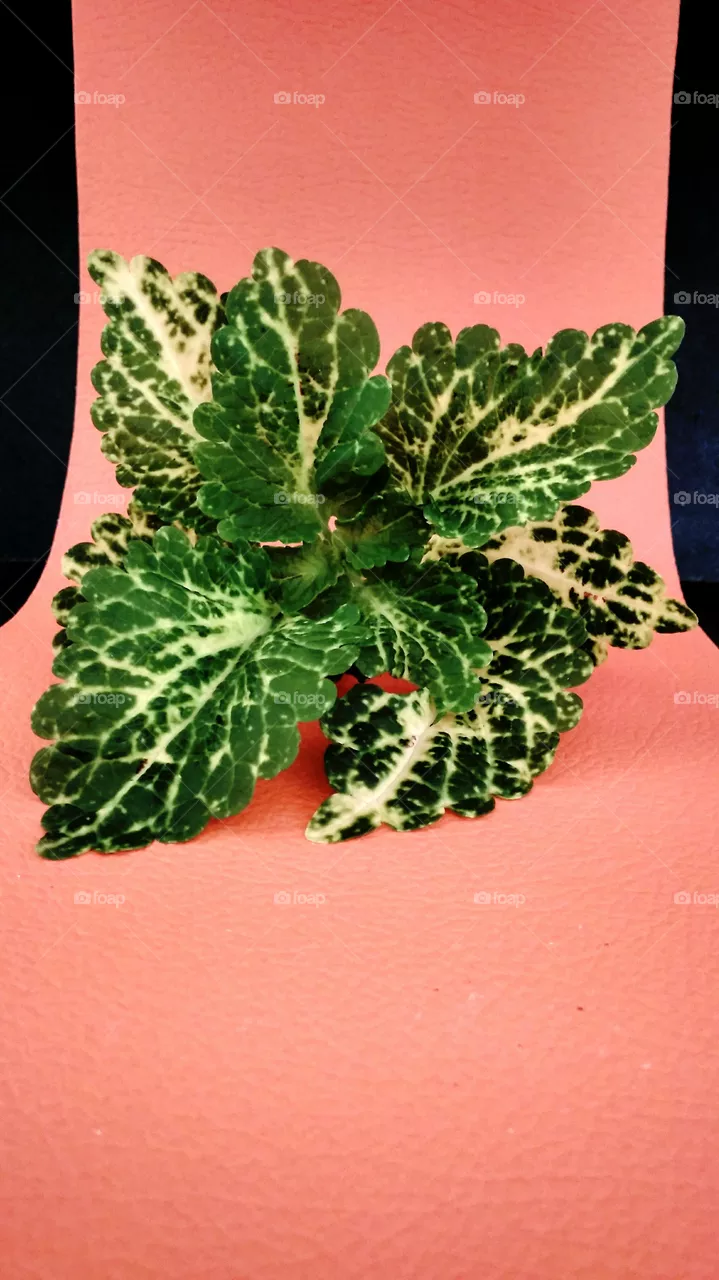leaf
