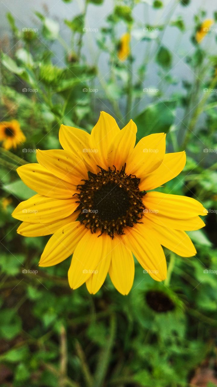 Sunflowers are the proof that summer has approached.🌻📸 Such a perfect picture for your phone's wallpaper.😍