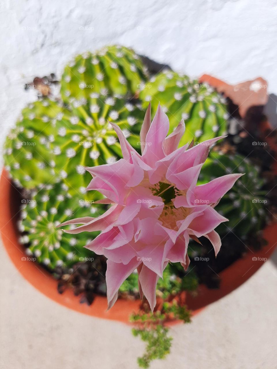 Cactus Flower