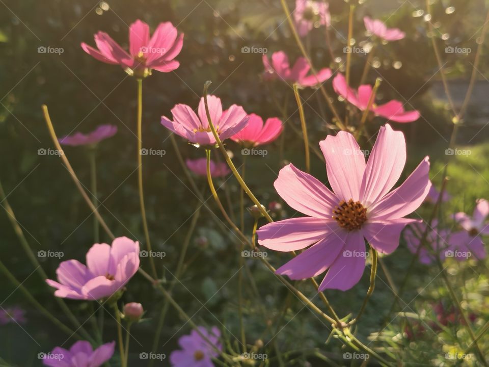 Kosmeen im Abendlicht