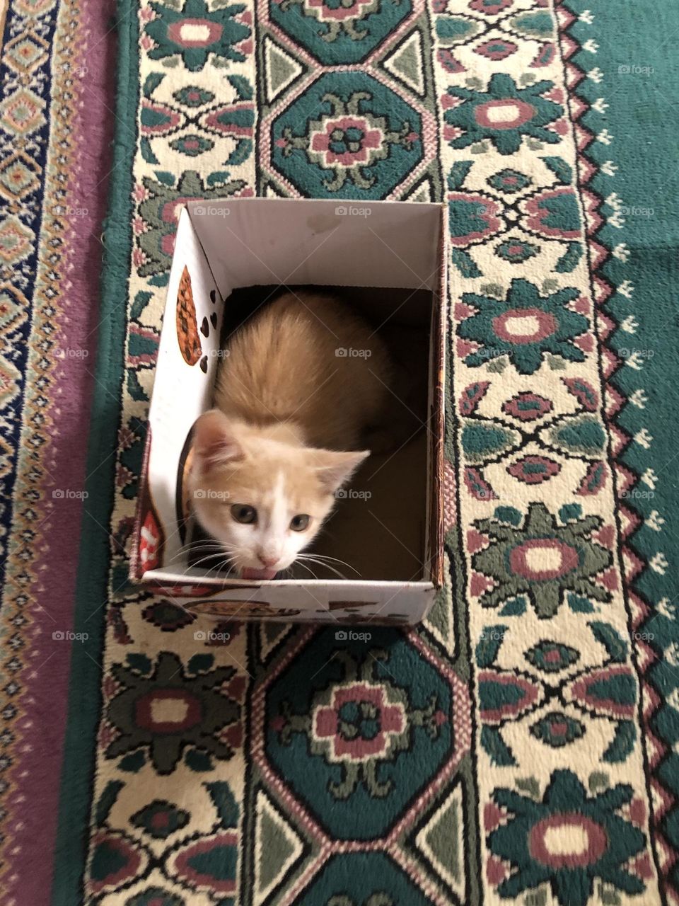 Beautiful cat in the box looking at camera 