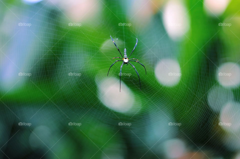 spider on Nets