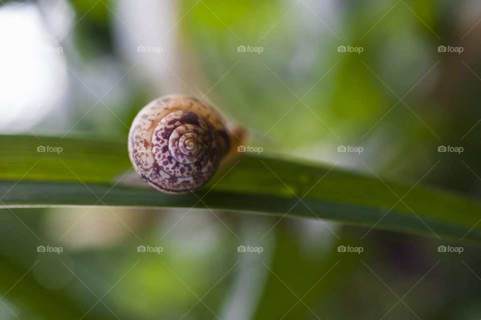 Small brown snail on green leaf . Soft focus