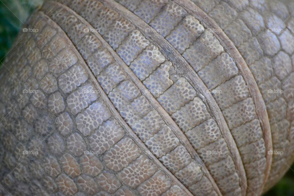 This is the outside of an armadillo