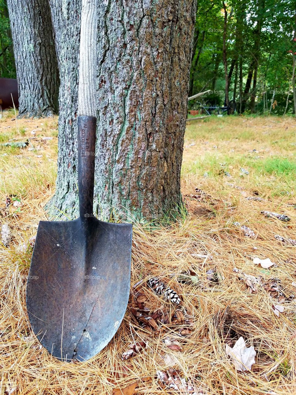 Old broken shovel leaning against  a pine tree.