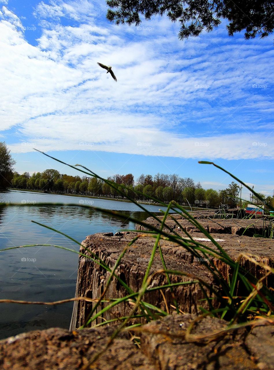 View from the ground. Landscape. View of the blue river, over which a seagull flies against a blue sky with white clouds. In the foreground wooden blocks with grass