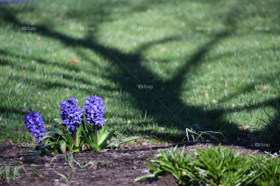 three hyacinths with tree shadow in yard