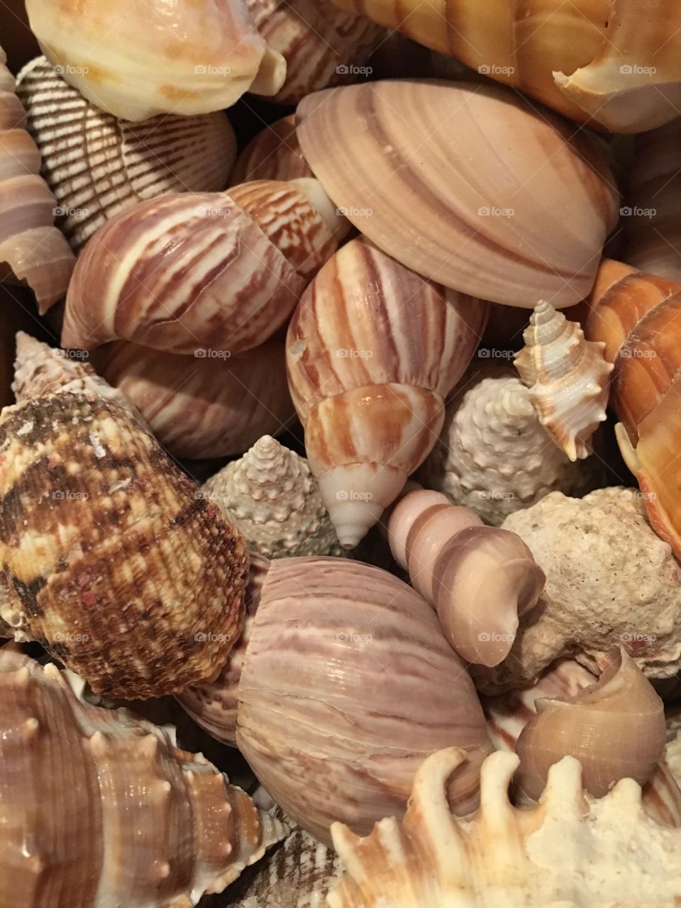 Seashells closeup