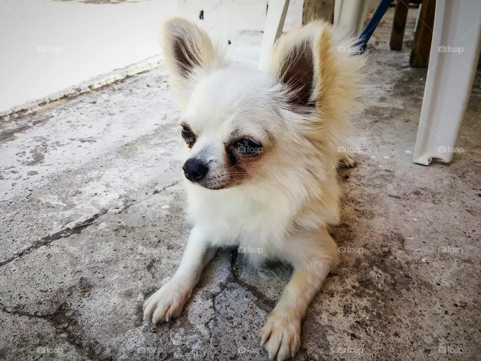 cute dog