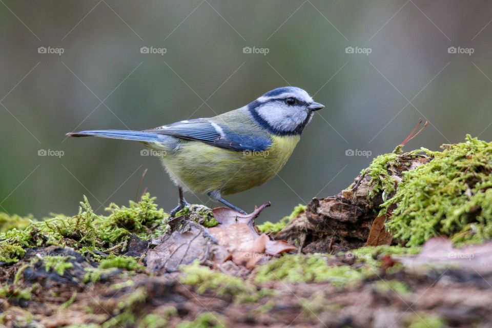 Bluetit bird in the forest