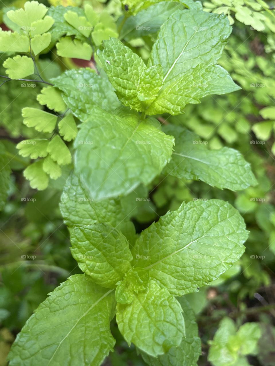 Mint and Maiden Hair 