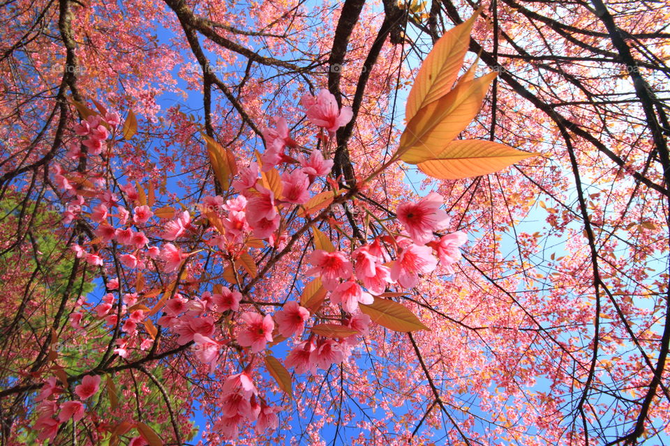 Pink sakura on tree