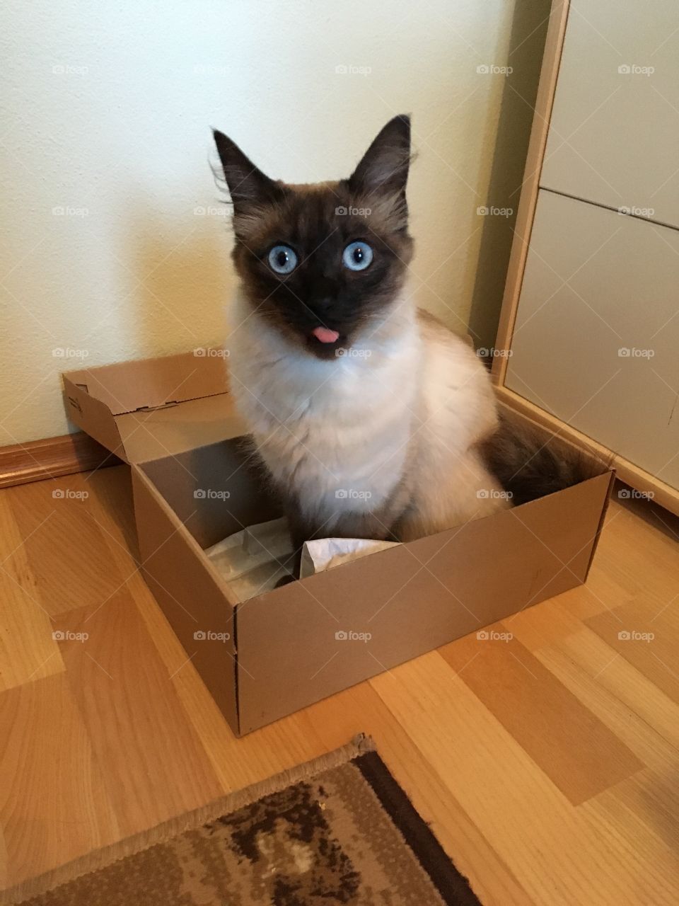 Cute funny siamese cat sitting in a box, shot taken at the right moment