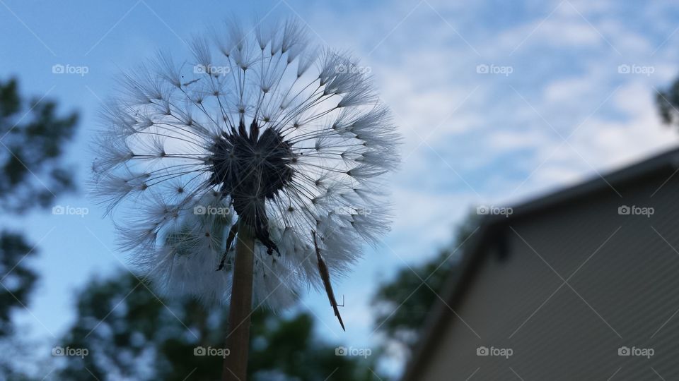 dandelion 