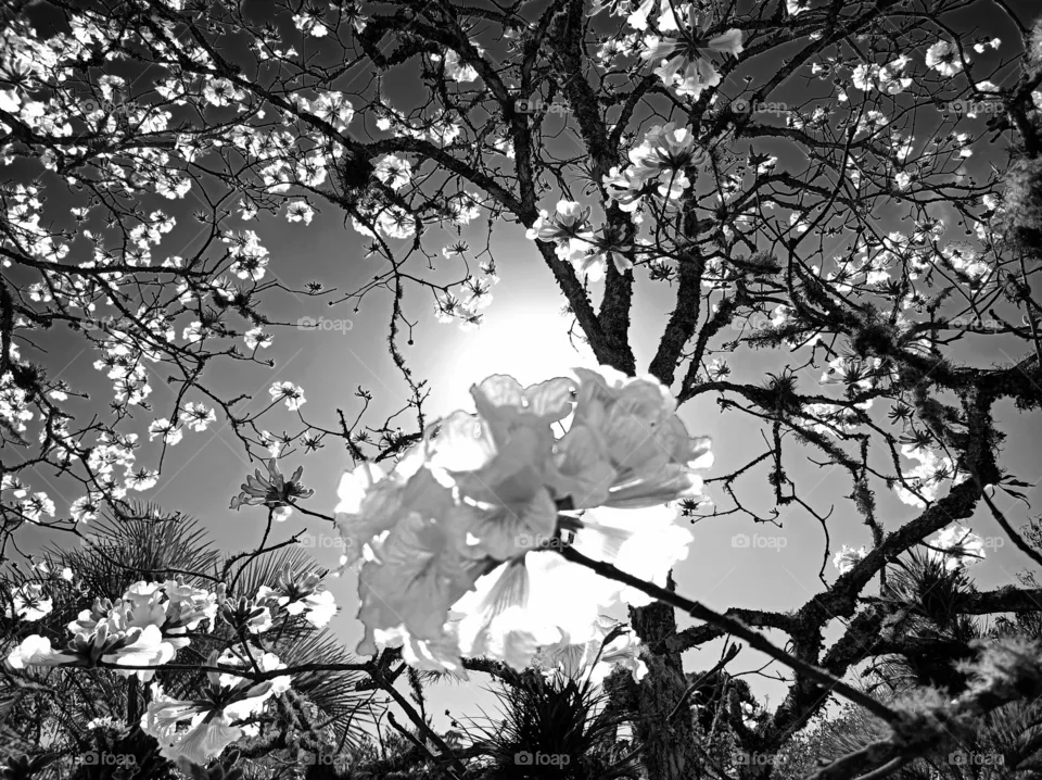 ipe blossom