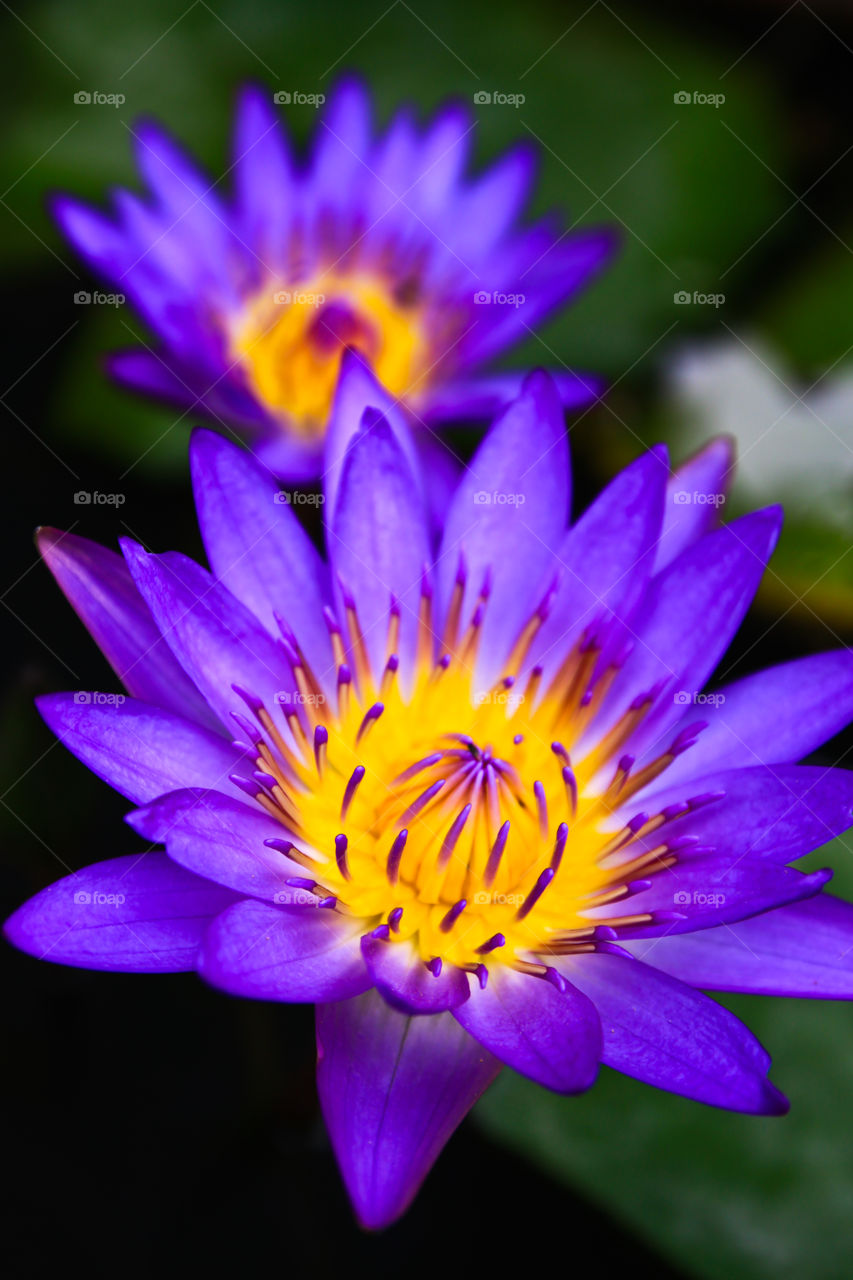 beautiful lotus flower.