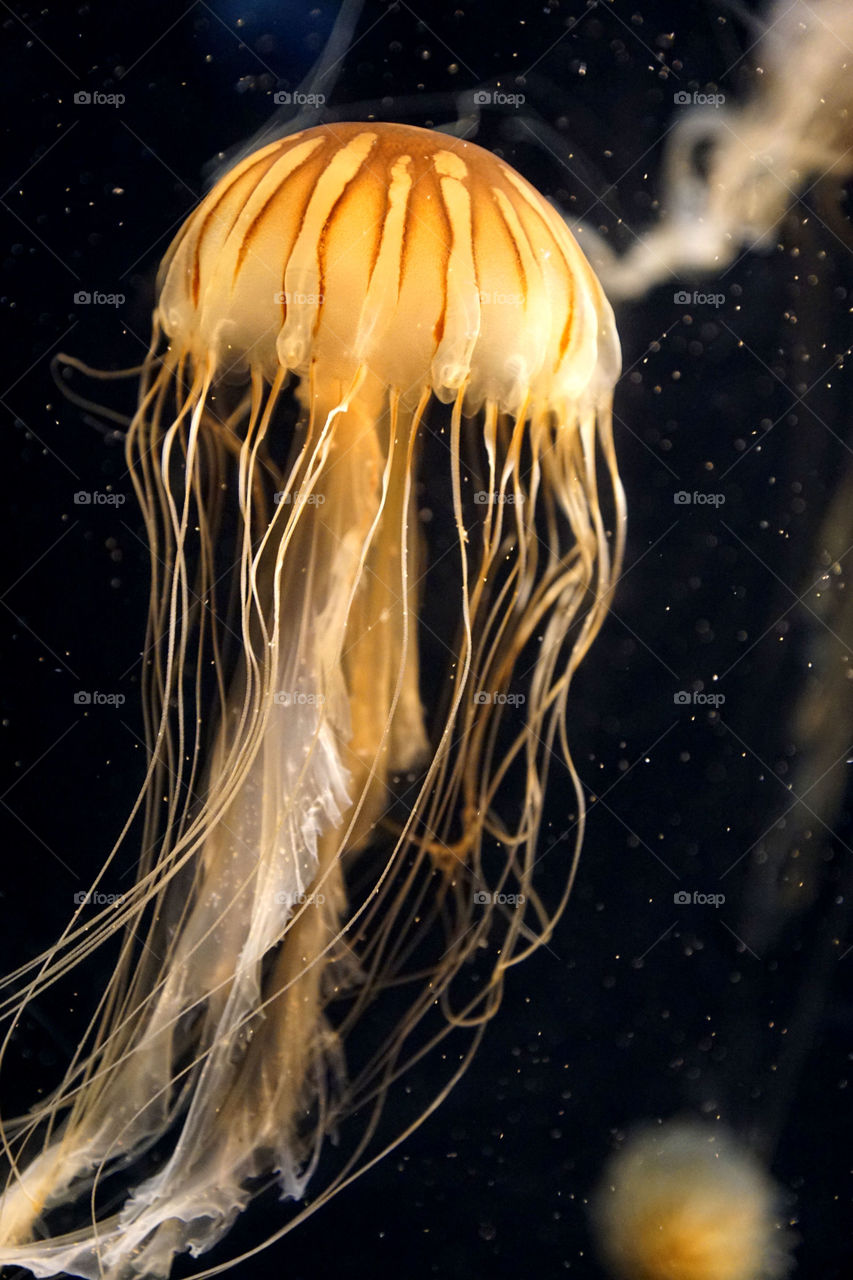 Jelly fish 