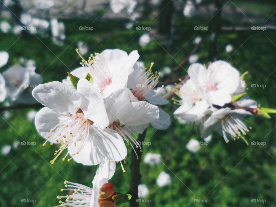 apricot mood,spring 2018