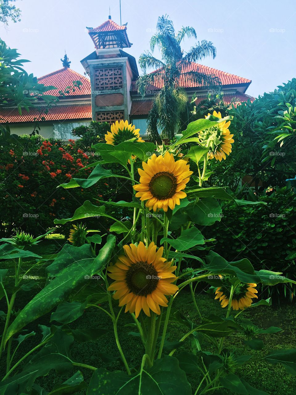 Sunflowers in resort