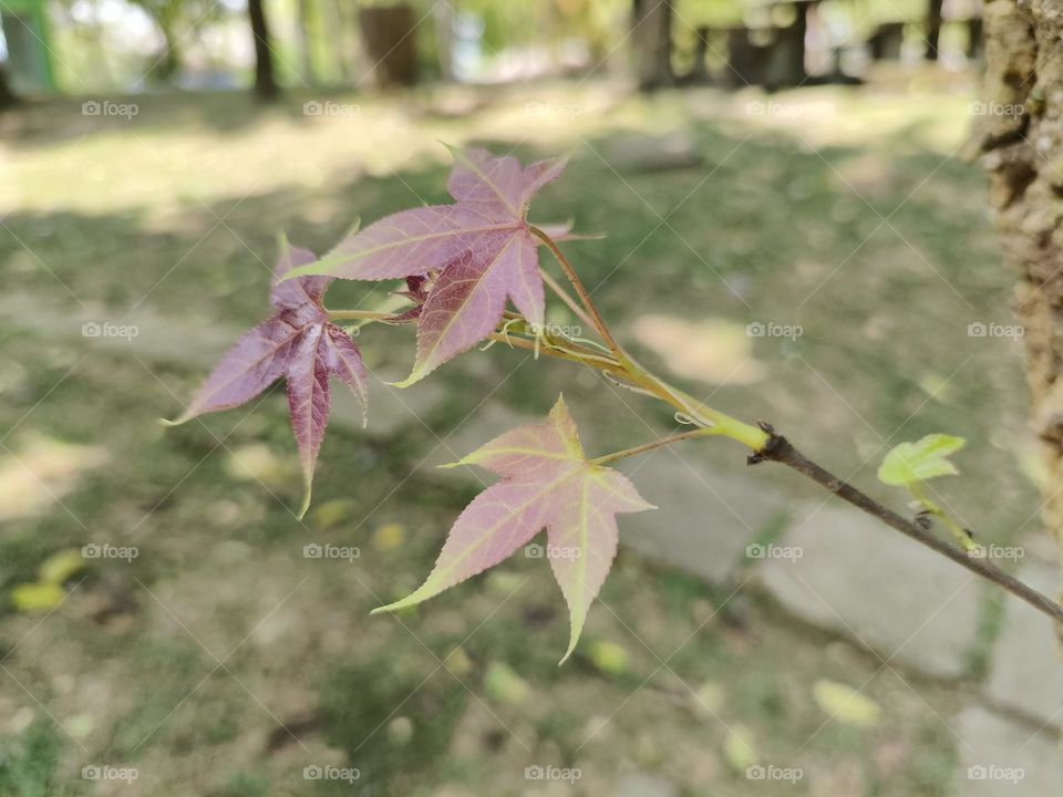 The newly sprouted maple leaves shine through