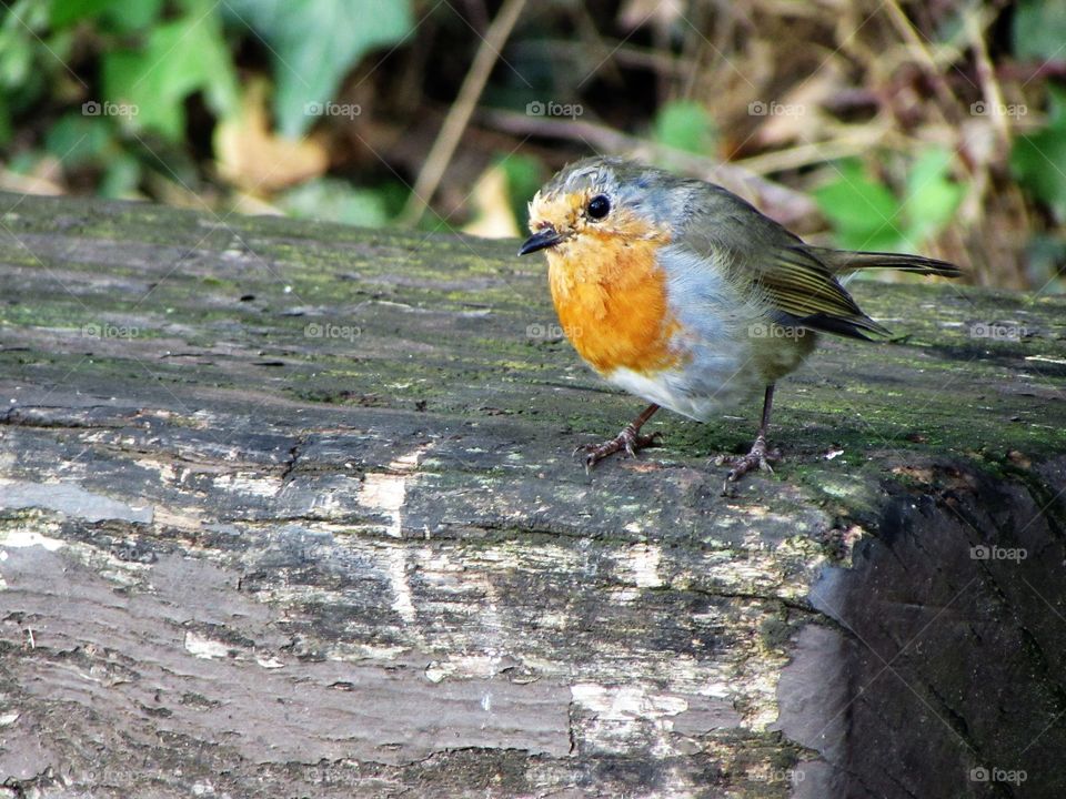 Robin