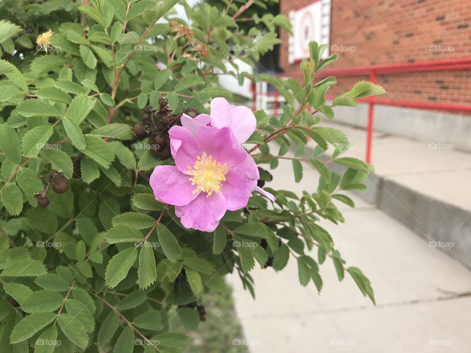 Flower bush in front of the Rosebud Sioux Tribal office very beautiful