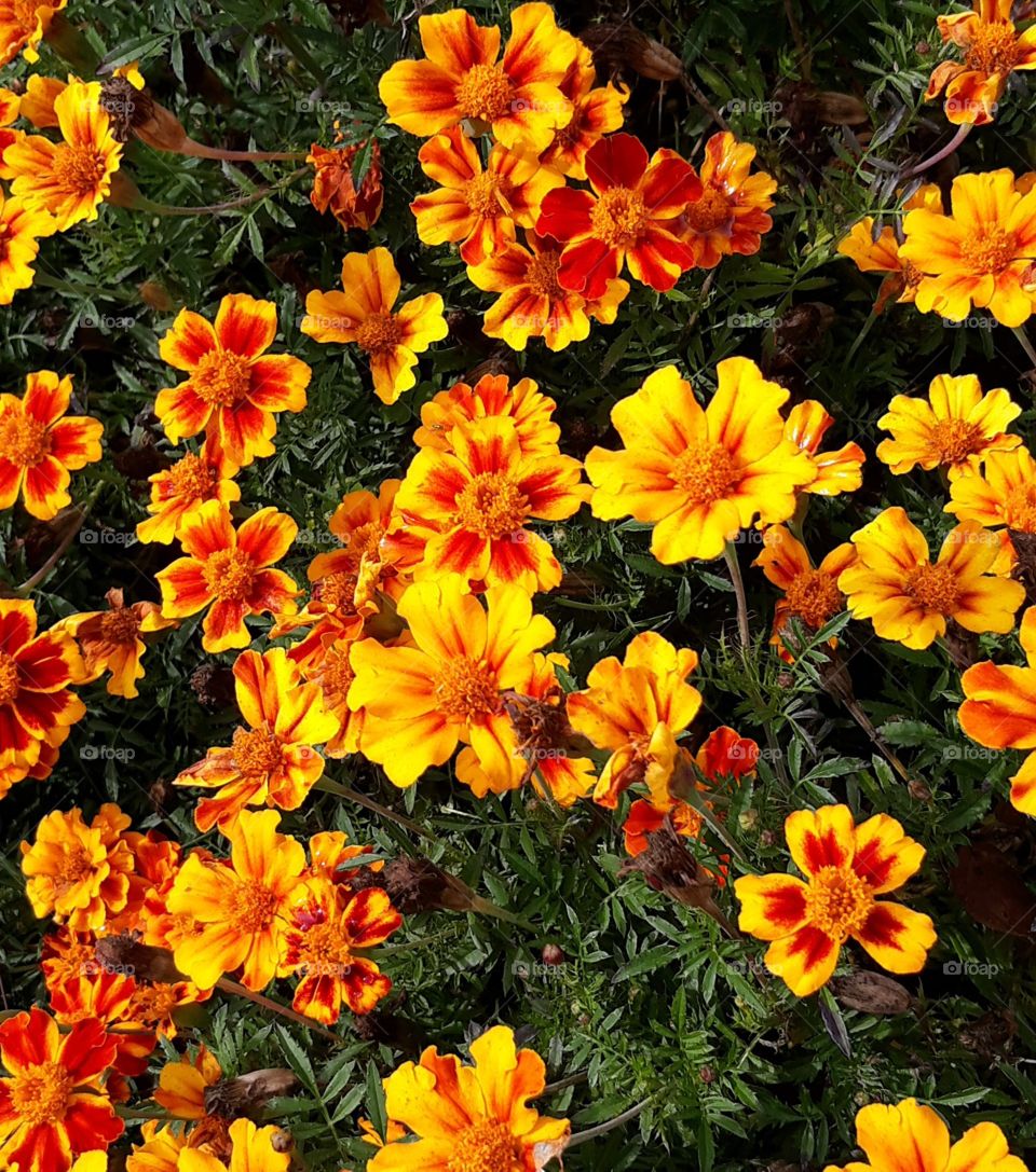 marigolds