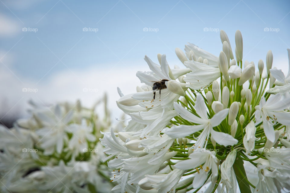 Bee on a beautiful white flower