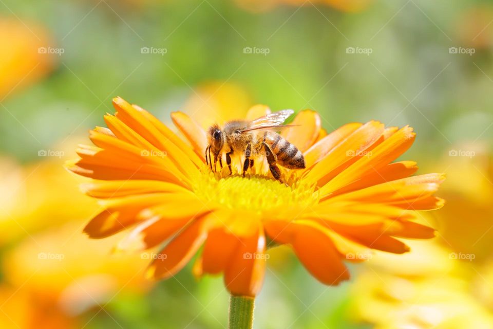 Closeup of bee pollinating beautiful orange colored summer flower in the garden in a sunny summer day 