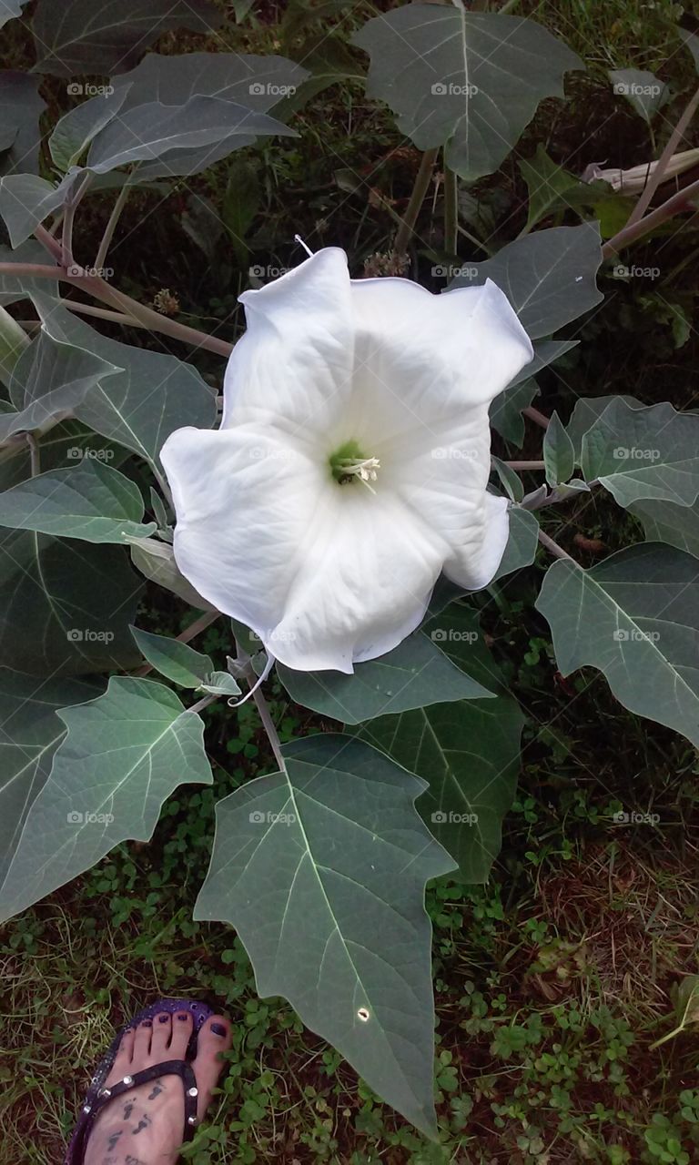 Moom flower beauty. My 3yr old Moon flowers are really blooming this year!
