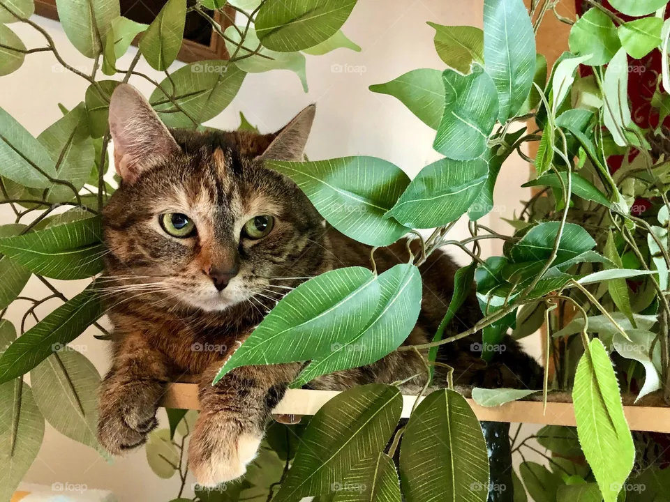 Relaxing kitty cat 