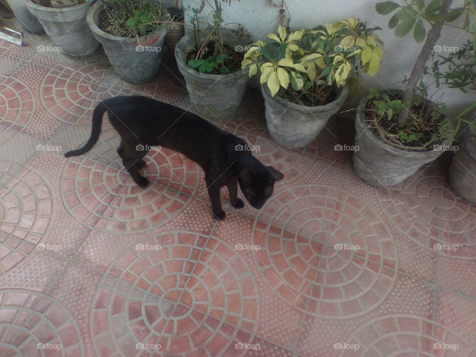 The black lovely cat